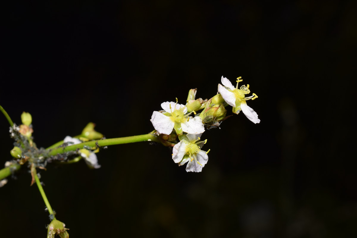 How Do Plants Adapt to Aquatic Environments?