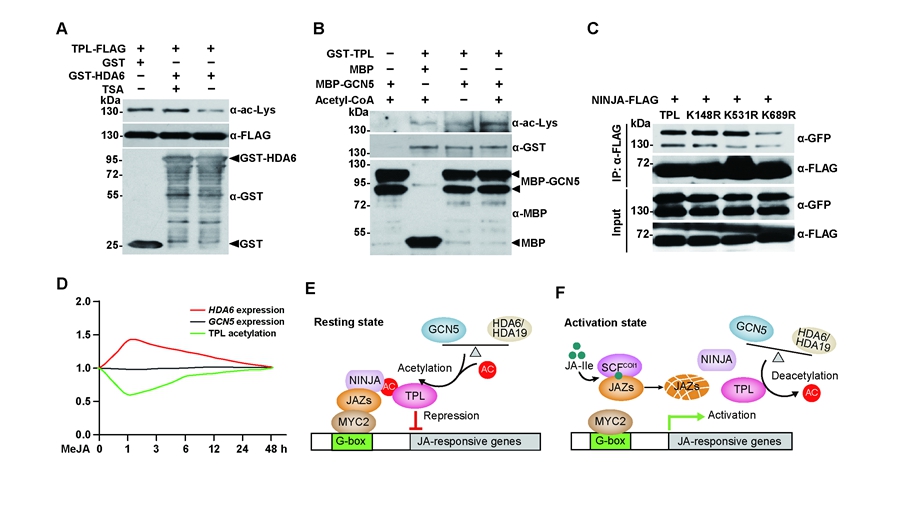 Reversible Acetylation of TOPLESS Acts As Switch in Jasmonate Signaling