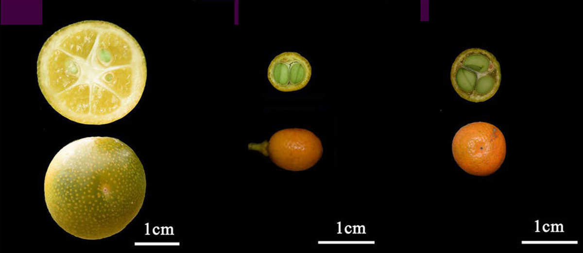 Researchers Untangle Taxonomic Status of <EM>Fortunella</EM>