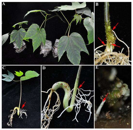 Modified Method Helps to Induce Transgenic Hairy Roots from Stem of Tung Tree Seedling