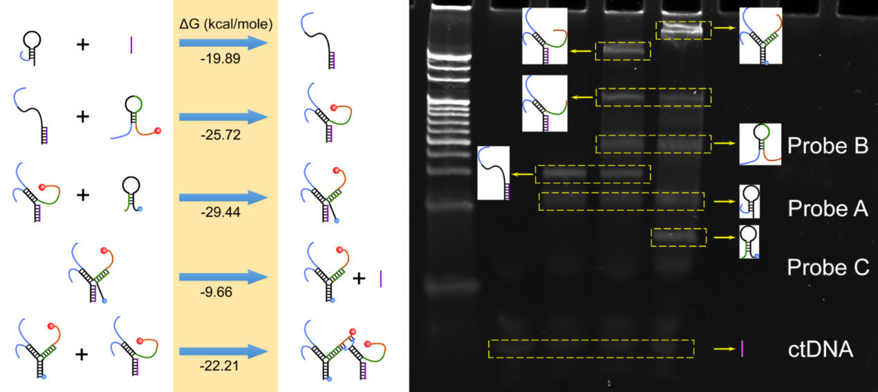Scientists Develop Novel Electrochemical/fluorescent Dual-mode Biosensor