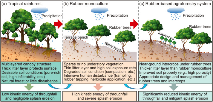 Controlling Soil Splash Erosion May Benefit Sustainable Development of Rubber Plantation