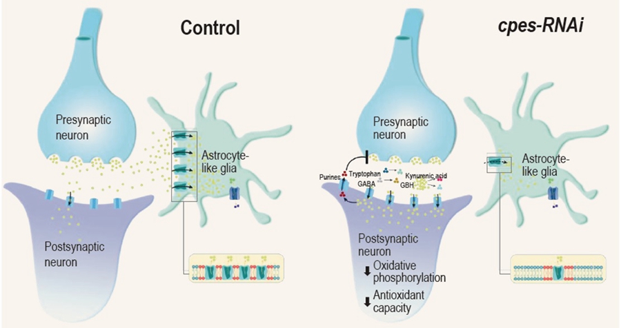Endogenous Ceramide Phosphoethanolamine Modulates Circadian Rhythm and Longevity in <em>Drosophila</em>