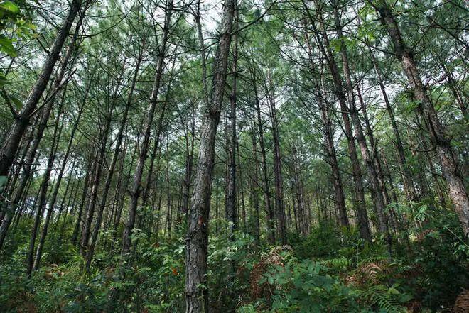 High Planting Density of Pine Plantations Leads to Degradation in Deep Soil