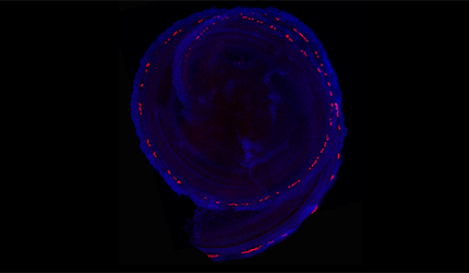 Enhancers Cooperate to Regulate Master Transcription Factor for Sound Receptor Hair Cell Development