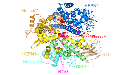Researchers Design High-Fidelity Cas13 Variants with Minimal Collateral RNA Targeting