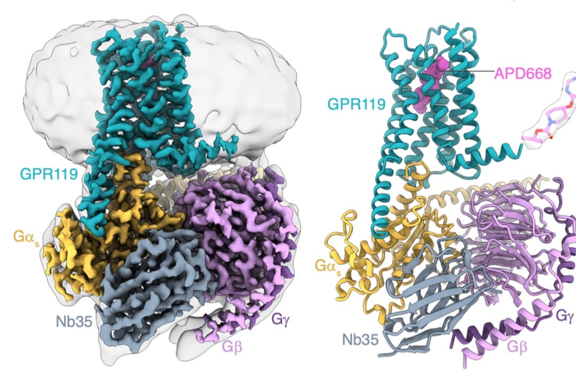 Study Reveals Ligand Recognition Mechanism of Orphan Receptor GPR119