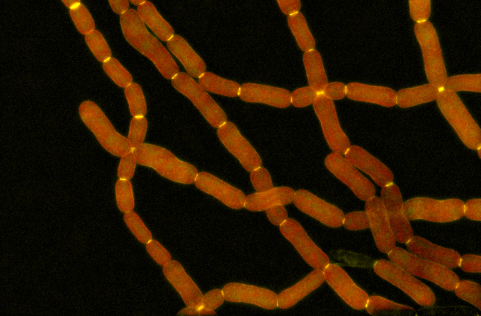 To Divide and to Differentiate: Coordination Mechanism Identified from Multicellular Cyanobacterium