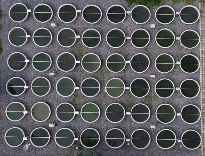 Multiple Stressors Can Interactively Lead to Deterioration of Aquatic Ecosystems