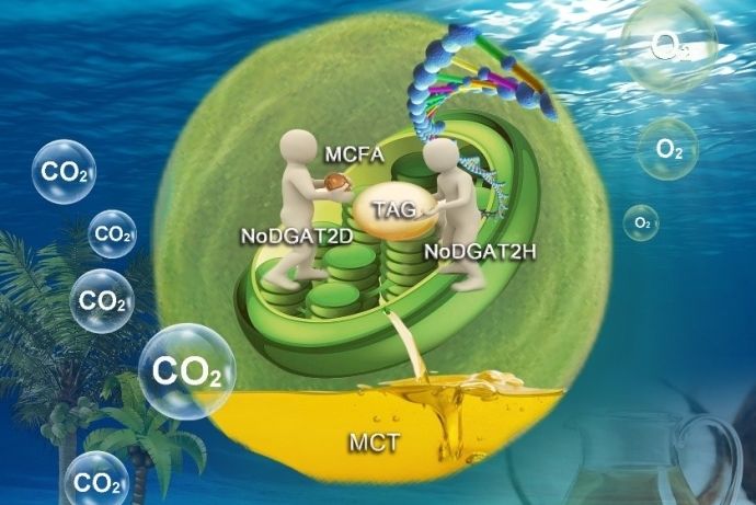 Engineering Industrial Microalgae for Producing Healthy Biological Oil