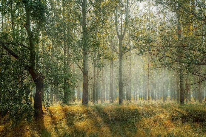 Tree Species Diversity Enhances Forest Drought Resistance