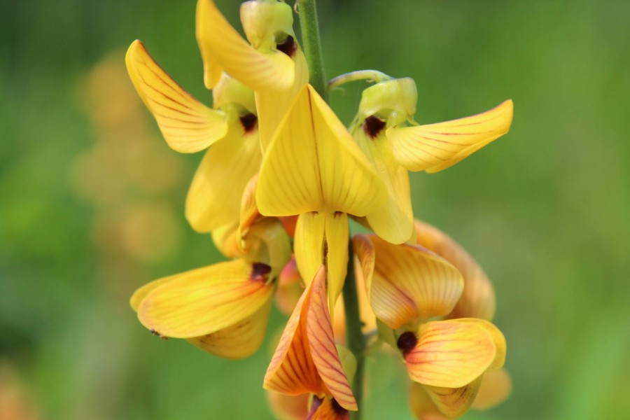 Study Provides Assessment Framework for Conservation and Management of Legume Plants in Coastal East Africa