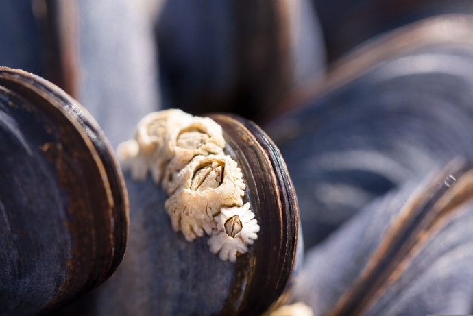 Study Reveals Phylogeny and Adaptative Evolution of Barnacles to Deep-sea Chemosynthetic Habitat