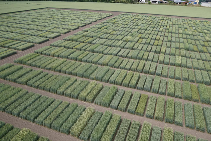 Old Plants Might Have New Tricks to Improve Crop Outcomes, Researchers Report