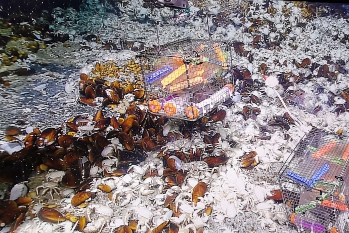 Researchers Find Novel Zero-valent Sulfur Production Pathway in Deep-sea Sulfate-reducing Bacterium