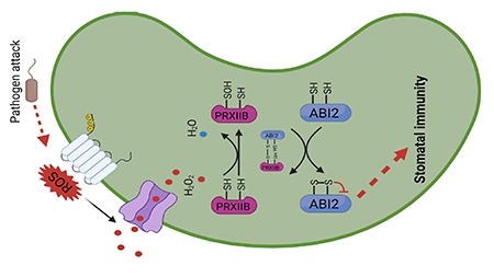 Study Reveals How Plants Sense H<sub>2</sub>O<sub>2</sub> to Regulate Immunity