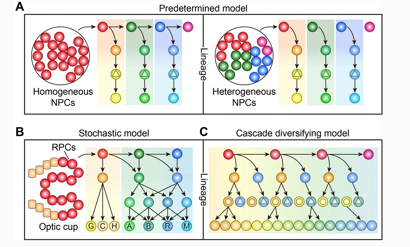 Strategies to Generate Neuronal Diversity