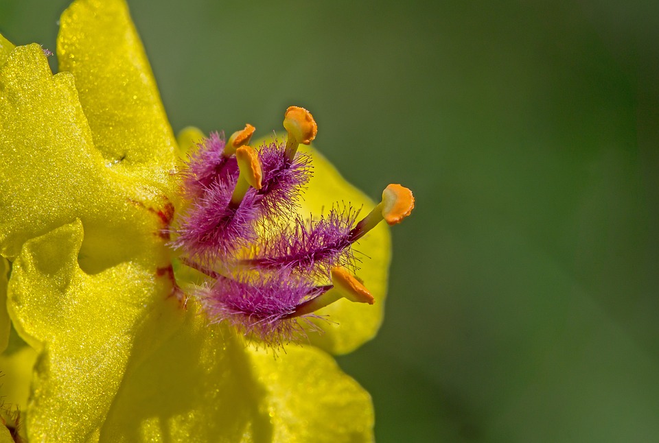 Research Untangles Evolutionary History of Mullein Species from China and Kenya