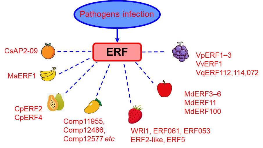 Review Enlightens Role of Ethylene Response Factors in Regulating Fruit Ripening and Pathogen Response