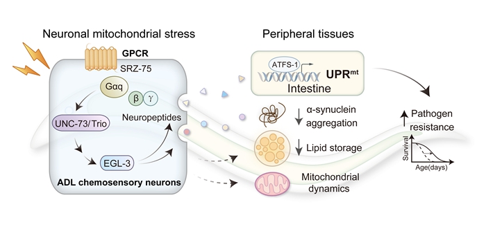 GPCR Signaling Coordinates Inter-tissue Mitochondrial Stress Communication in <em>C. elegans</em>