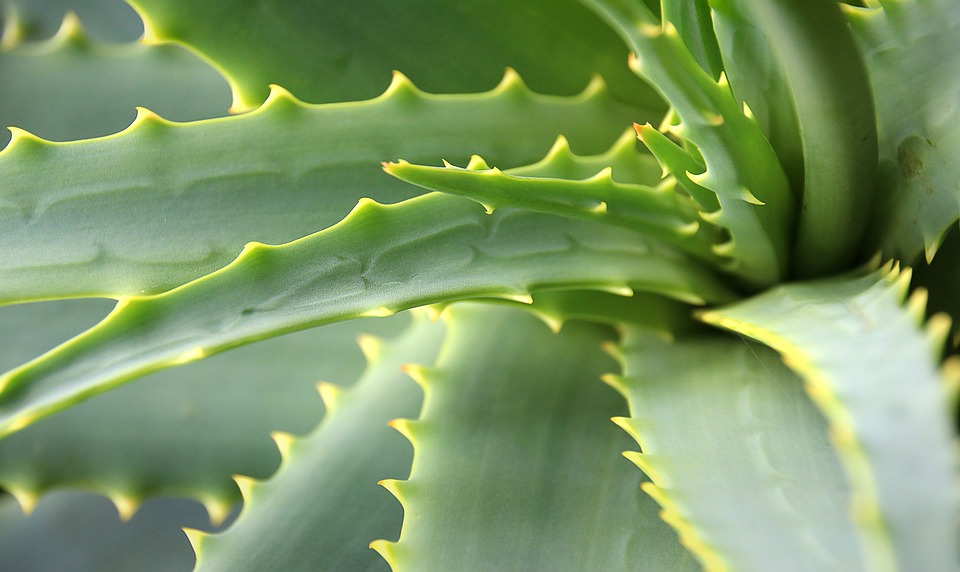 How Will Climate Change Affect <EM>Aloe</EM> Species in East Africa?