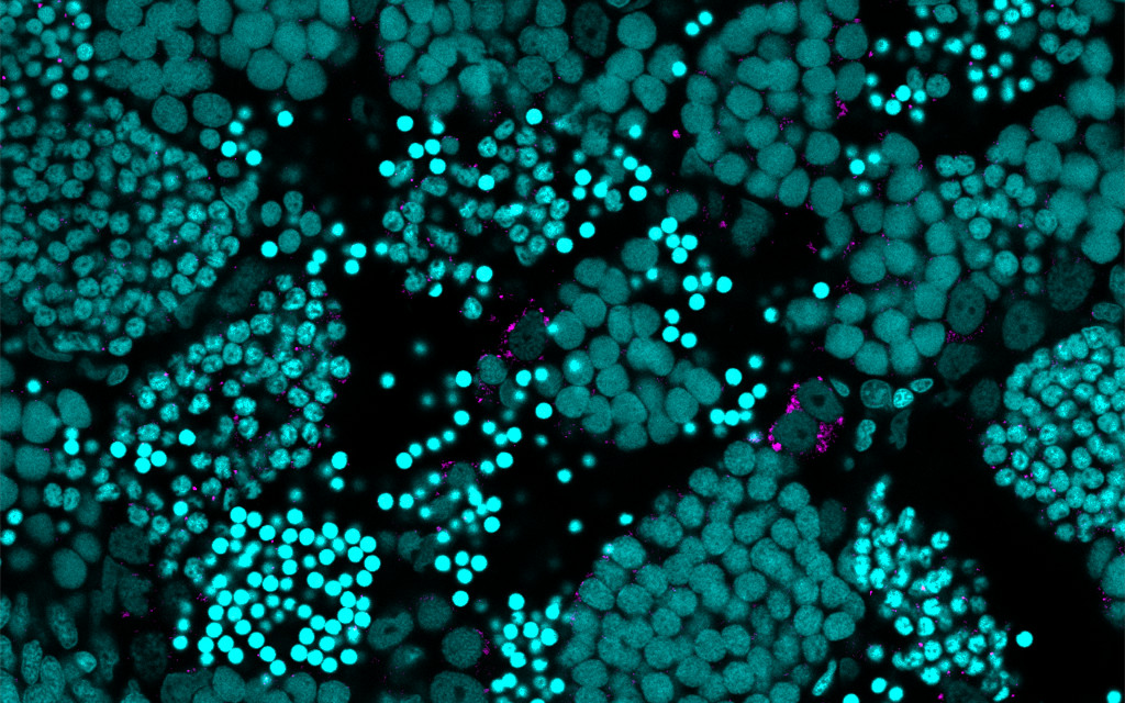 Germline-specific Regulator of Mitochondrial Fusion Required for Maintenance and Differentiation of Germline Stem and Progenitor Cells