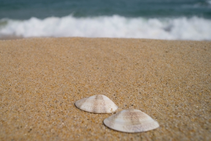 Asiatic Hard Clams Can Synthesize Antibiotic
