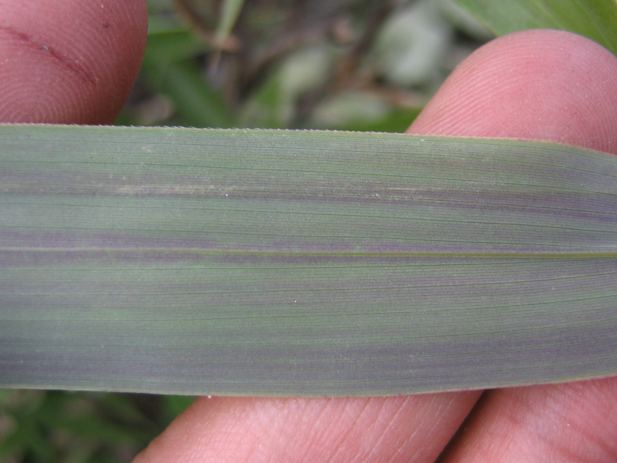 Clonal Integration Research Enlightens Bamboo Forest Management for Giant Panda Habitats