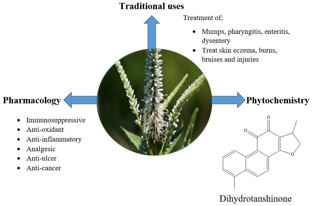 Research Figures Ethnopharmacology of Genus <EM>Veronicastrum</EM>