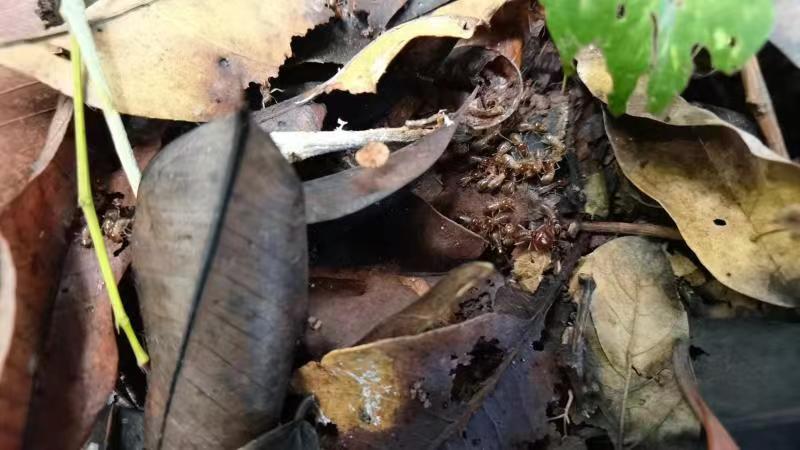 Soil Fauna: Tiny but More Important than Litter Mixture during Leaf Litter Decomposition