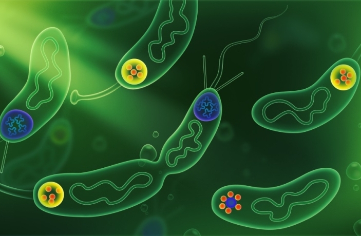 Phase Separation of Scaffold Protein Regulates Microbial Asymmetric Cell Division