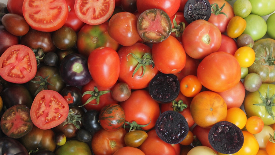 Researchers Reveal Mechanistic Function of MED25 in Regulating Fruit Ripening