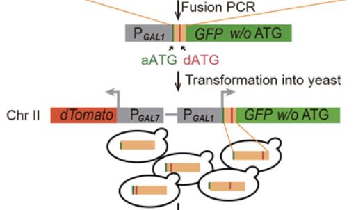 Ribosomes Search AUG Codons in Bidirectional Scanning