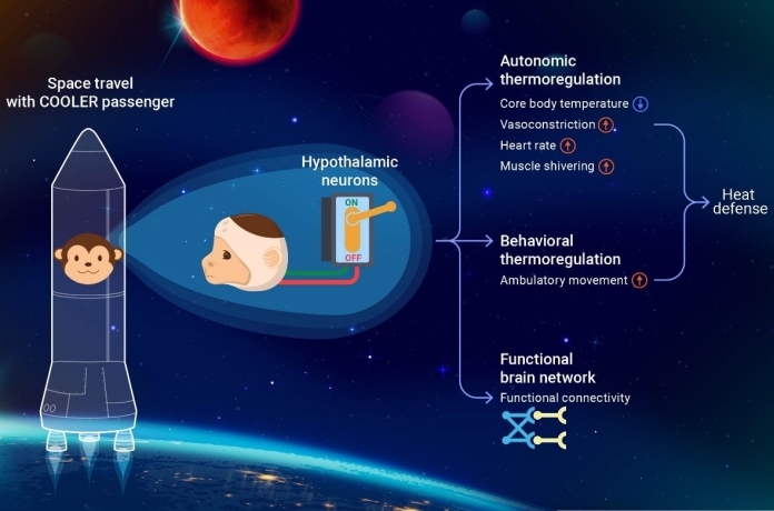 Successful Hypothermia in Nonhuman Primate Paves the Way for Future Application in Human Torpor