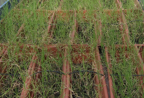 Study Reveals Inconsistent Effect of Ramet Connection in Homogeneous Environments