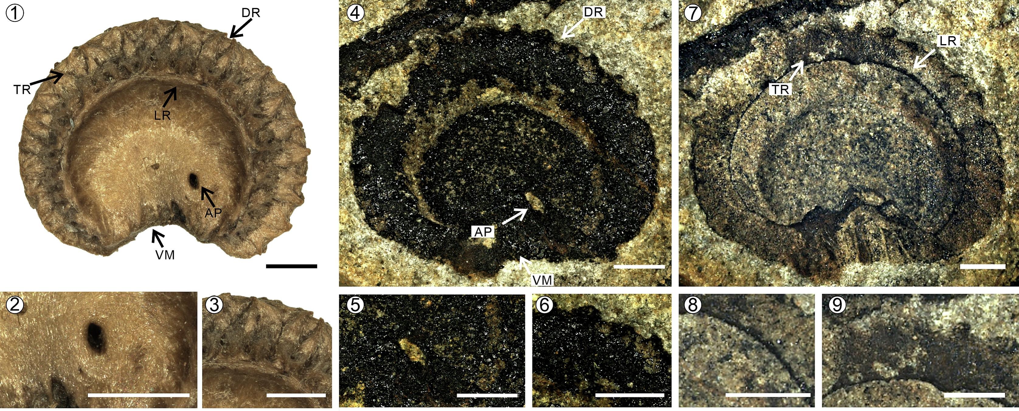 New Fossil Species of Moonseed Family Found in Yunnan