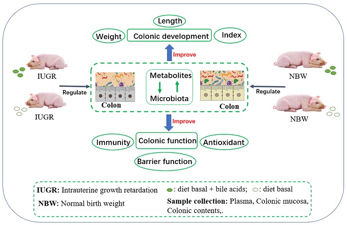 Bile Acid Improves Intrauterine Growth Retardation Metabolism in Piglets