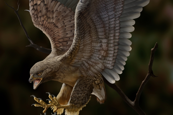 Bizarre Cretaceous Bird Shows Evolutionarily Decoupled Skull and Body