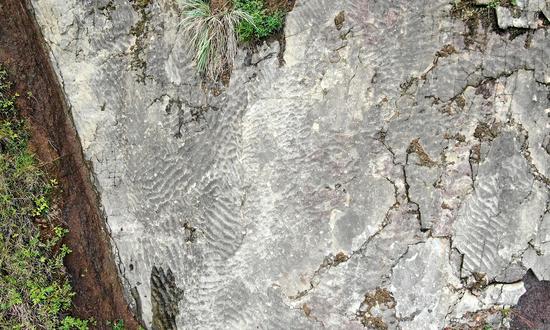 Dinosaur Footprint Fossils Found for the 1st Time in Zigui Basin in C.China's Hubei Province