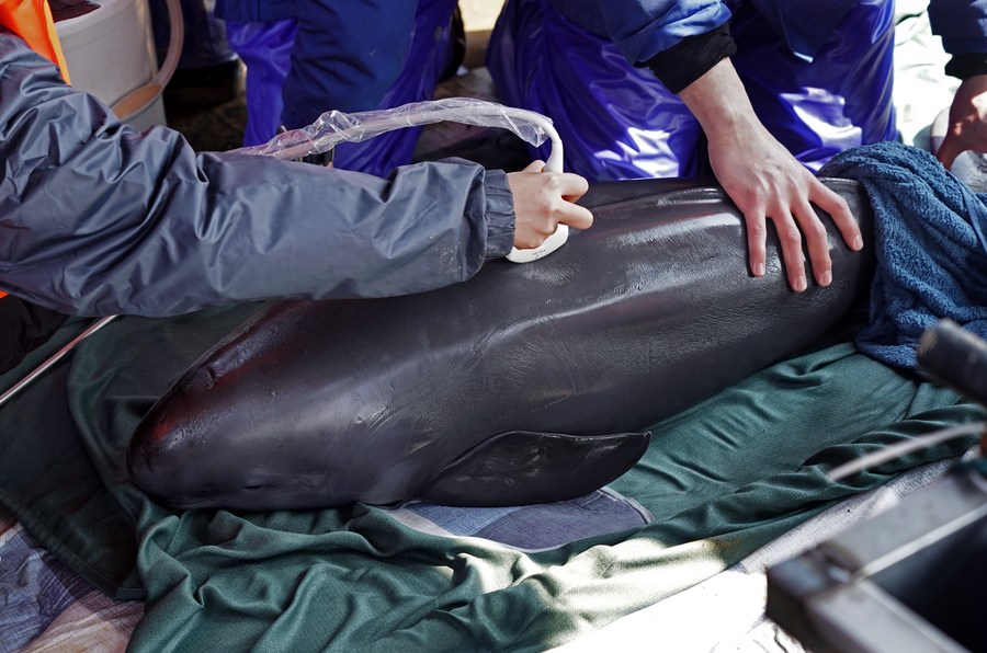 Finless Porpoises in Poyang Lake Relocated for Better Protection