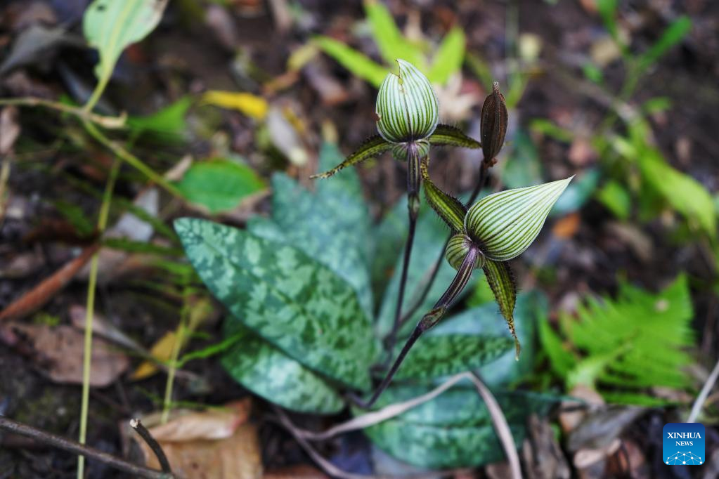 Rare Orchid Species Found in China's Yunnan