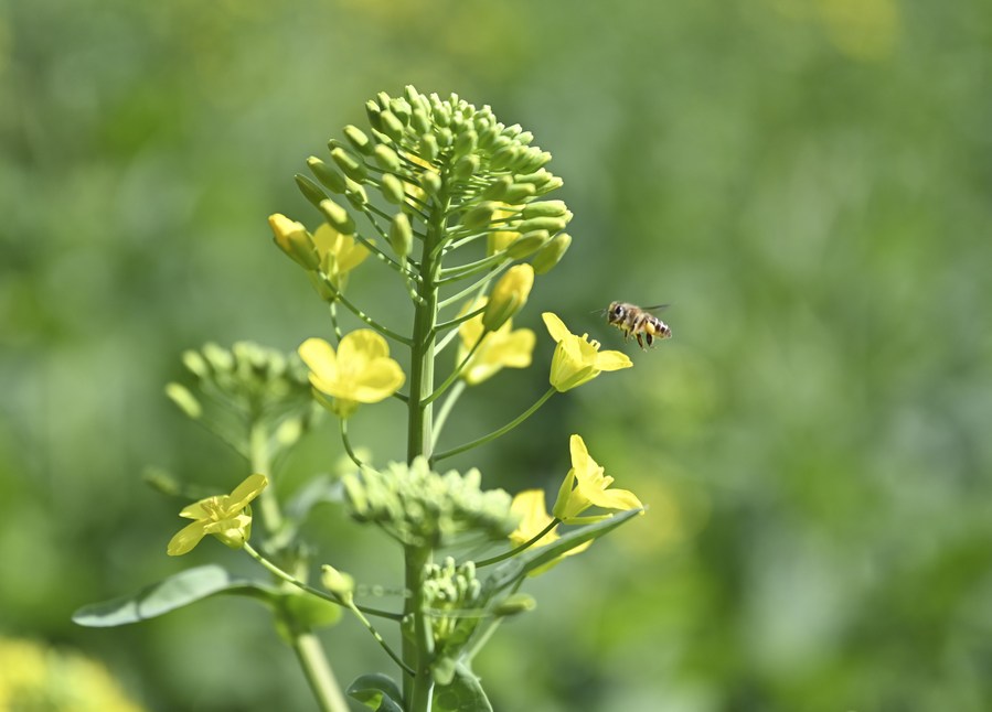 Honey Bees Use Social Signal Learning to Improve Waggle Dancing