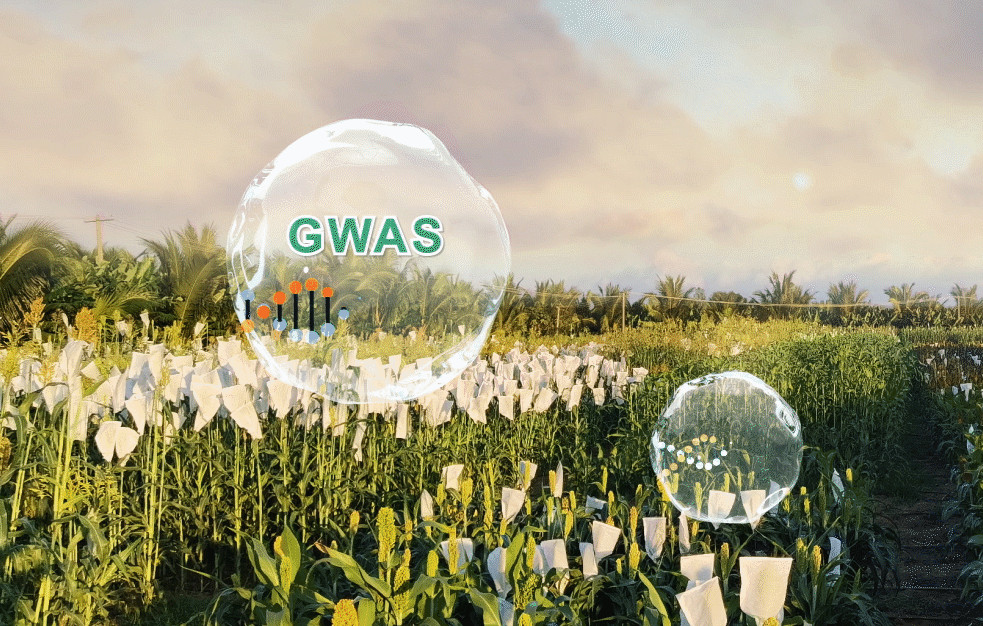 Alkaline-tolerance Gene Identified to Improve Crop Yields on Sodic Land