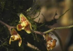 Rare Orchid Species Discovered in China's Tibet
