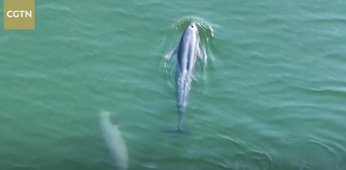 Relocated Yangtze Finless Porpoises Adapt to New Home