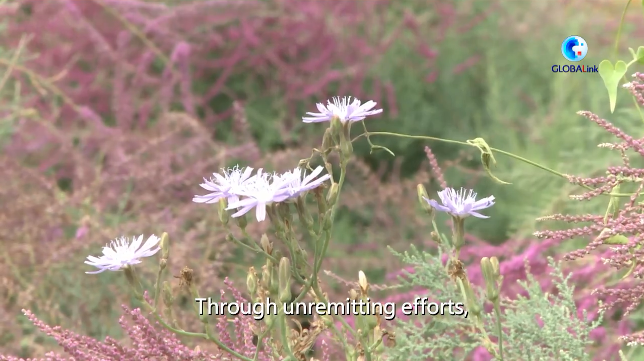 A Visit to Botanic Garden in Middle of China's Largest Desert