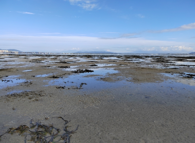 China Launches First Guideline for Seagrass Bed Restoration Technology