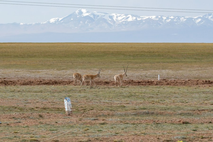 A Researcher's 20-year Dedication to Tibetan Antelope Conservation