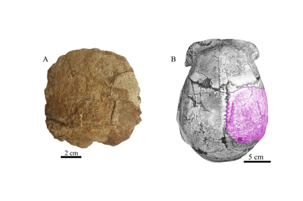 Fossilized Human Skull Fragment Discovered near Peking Man Site