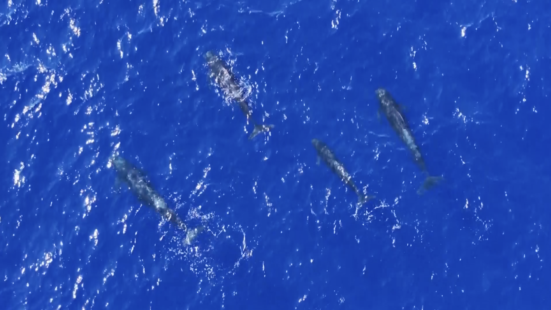 Chinese Researchers Spot 15 Whale Species during Deep-sea Expedition